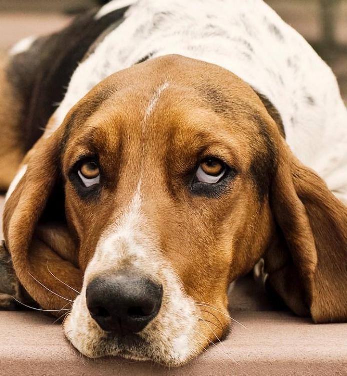 hound-dog-breeds.thumb.jpg.04fb65154fd50f77c10a8531b886db32.jpg